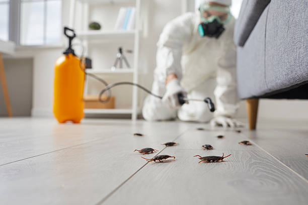 Commercial Kitchen Cockroach Control in Taft Heights